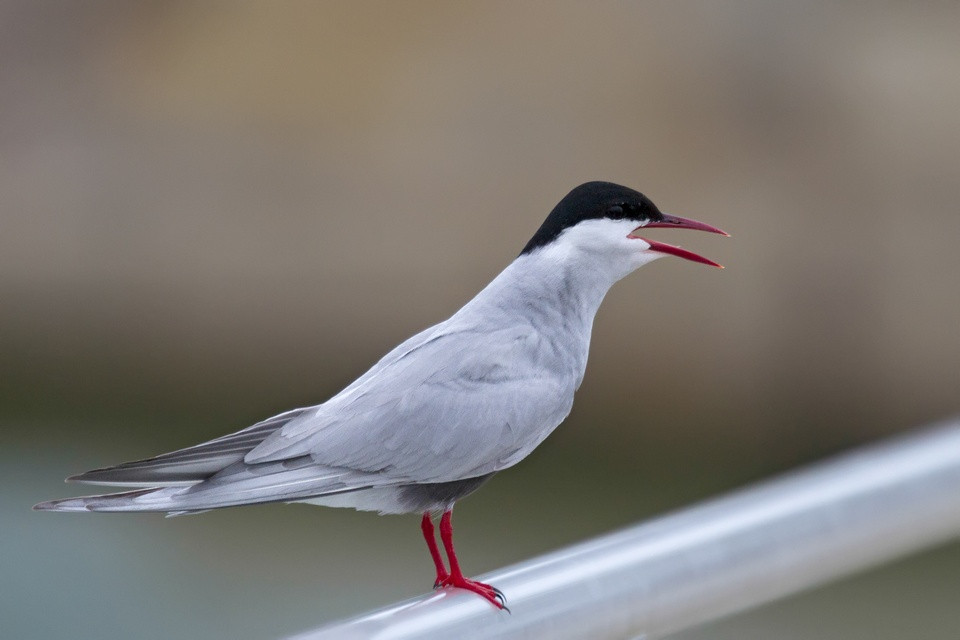 Whiskered Tern (Chlidonias hybridus)